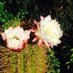 LeedsCastleGardeners (@gardenslc) Twitter profile photo LeedsCastleGardeners (@gardenslc) Twitter profile photo