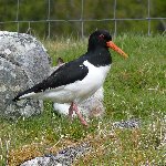 A Wirral-based, friendly club with a common interest in bird watching.