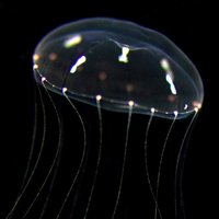 Clytia group LBDV (@clytia_vlfr) 's Twitter Profile Photo Clytia group LBDV (@clytia_vlfr) 's Twitter Profile Photo