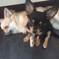 Oreo,Pedro & Moxi (@oreoandpedro) 's Twitter Profile