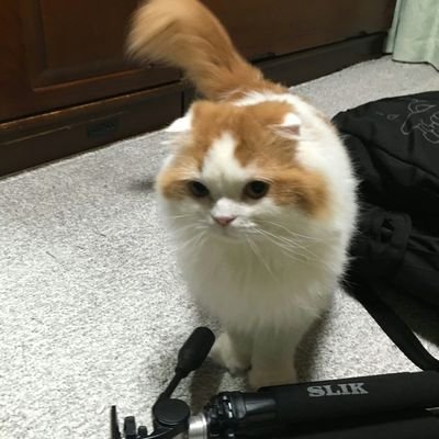 こんにちはだにゃ😸あの人気YouTuberワタナベ マホト君が飼ってる猫 ふうたｺﾄふーさんだにゃ〜ฅ•ω•ฅ皆フォローよろしくだにゃ💗ホームはご主人とふーさんだにゃ😻(♂)だにゃ😹もう5月だにゃ😸💗僕の誕生日🎂5月だよ😻
皆覚えてるにゃ？😝💕⤴⤴にゃにゃにゃの本に乗ってるにゃ♡*⇝