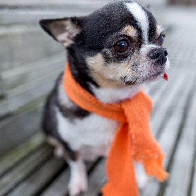 Tails of a very spoiled therapy chihuahua. Loving life + healing hearts.