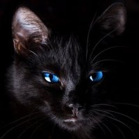 Tabitha (@tabbycatas) 's Twitter Profile
