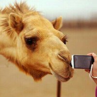 شهاب البادي (@abohamed8891) 's Twitter Profile