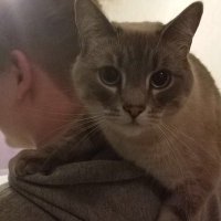 MeAndMy2Cats (@my2andcats) 's Twitter Profile