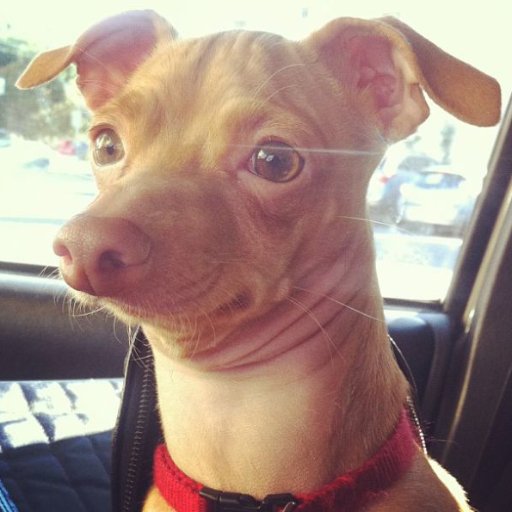 Sir_Jelfrey's profile picture. I'm tripping balls!