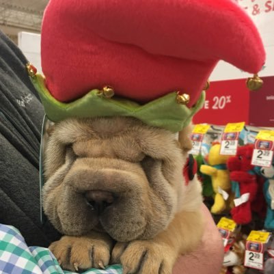 bashyboy21's profile picture. 