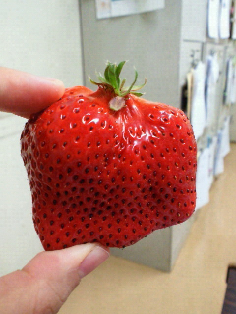 mintnurse's profile picture. 大学病院で働くナースです
海外ドラマが大好きです！！！
あと、オダギリジョー、スピッツ、カメラ・シングルモルト・pen・葉巻・宮本輝・好きなものいっぱいあります！！！昔ドイツのデュッセルドルフに住んでました。×１で２児の母親やってます。海が大好きで将来は南の島に住みたいです。