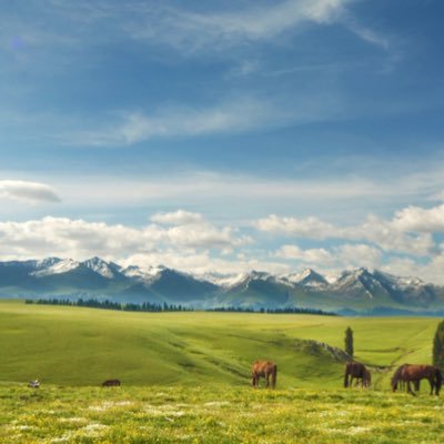 liqiang519's profile picture. 