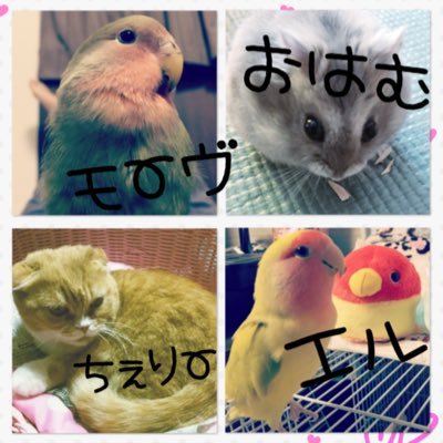 コザクラインコ 2羽と暮らしてます🐥♂モーヴ ♀エル 💫 この子達や、みなさんのツイートから幸せを分けてもらっています💞 いつもありがとうございます✨【無言フォローすいません😭】