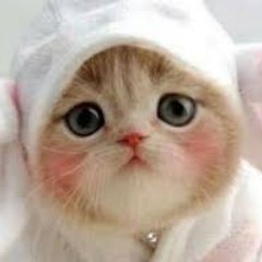 sakimotikouya's profile picture. 