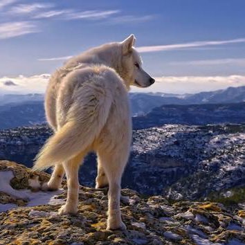 ozgenyeler's profile picture. 