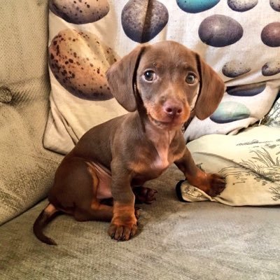 roger the dachshund roger sausage twitter