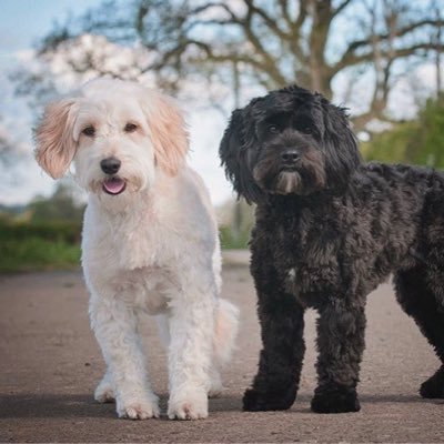 We're Lola and Shelby the Cockapoos. Bringing cuteness and mayhem wherever we go.