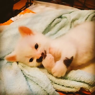 Katopen 綺麗に並んでるやん 笑 猫のいる暮らし 猫 猫のいる幸せ 猫好きさんと繫がりたい Katopen 綺麗に並んでるやん 笑 猫のいる暮らし 猫 猫のいる幸せ 猫好きさんと繫がりたい