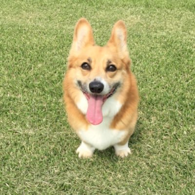 harapekocorgi's profile picture. 東京ヤクルトスワローズとプロレス、特撮とガリガリくんチョコミントが好きなおしゃべり猛獣の飼育係ʕ*•ﻌ•ʔฅ