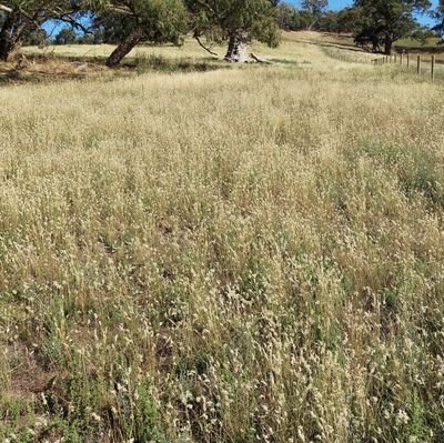 Seeding Natives Incorporated, Not for Profit, innovating grassland and ecological restoration, SA. On Peramangk and neighboring Lands.