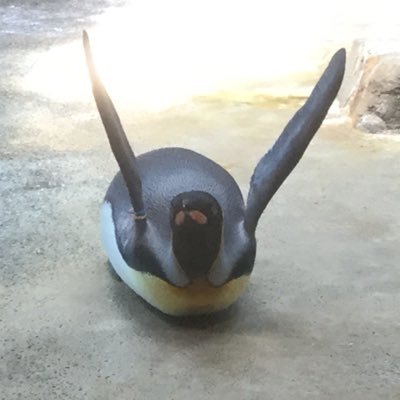 福岡でソフトウェアテストをしています。ペンギン好き。