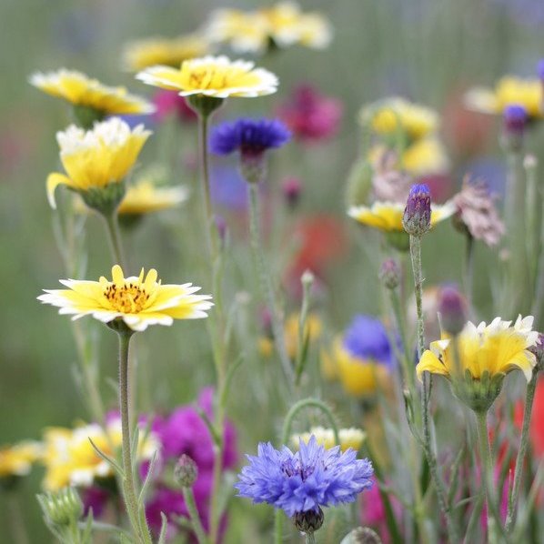 Ecology & environment graduate, with a specific interest in #pollinators
