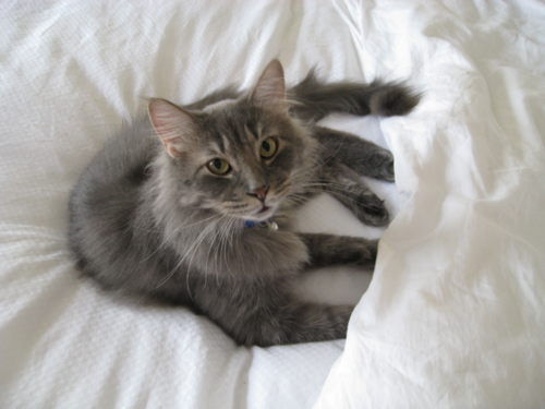 I am a cat named Pants.