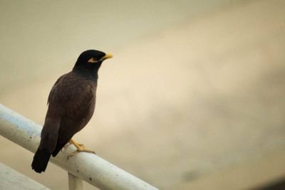 hope4bst's profile picture. 