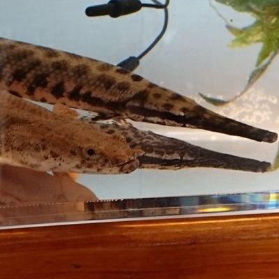 大気海洋研究所にて、神経内分泌学(生殖を始め、脳がどう末梢を制御するか)を研究。単細胞のパッチクランプ、イメージング・形態学的手法・遺伝子改変など。モデル魚から、非モデル魚まで。