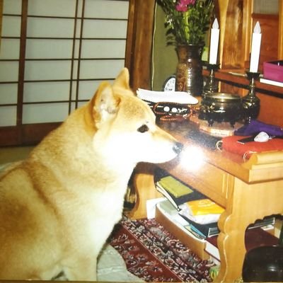 atsushi999's profile picture. 在家仏教徒【佛心大志】
