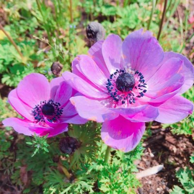 めろん 主命とあらば Aimn 02 Twitter めろん 主命とあらば Aimn 02 Twitter