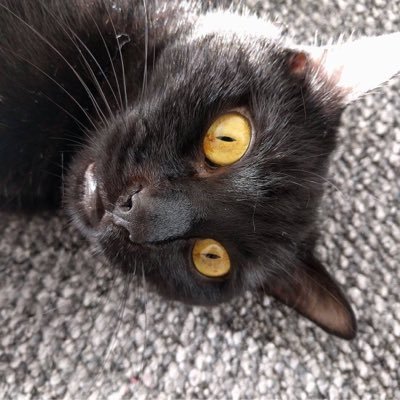 squishmittenAO3's profile picture. Londoner transplanted to Co Durham. Squishmitten on AO3, Squishmittenficfan on Tumblr. Sometimes writer of Berena fanfic.