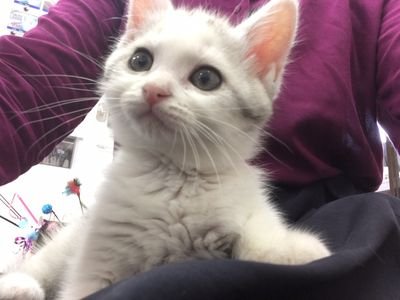 静岡の女の子に救われ、関内の保護猫カフェmfmfから我が家にやってきましたむぎです。