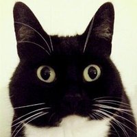 Curious Zelda(@CuriousZelda) 's Twitter Profile Photo