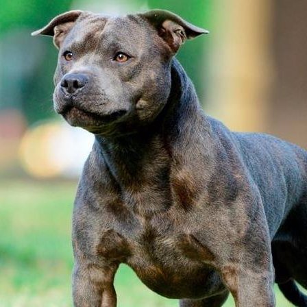 Criadero de Staffordshire Bull Terrier Blue  / owner @chamianka  /  #Staffy #Staffie #BlueStaffy / https://t.co/YWrnNd5syt