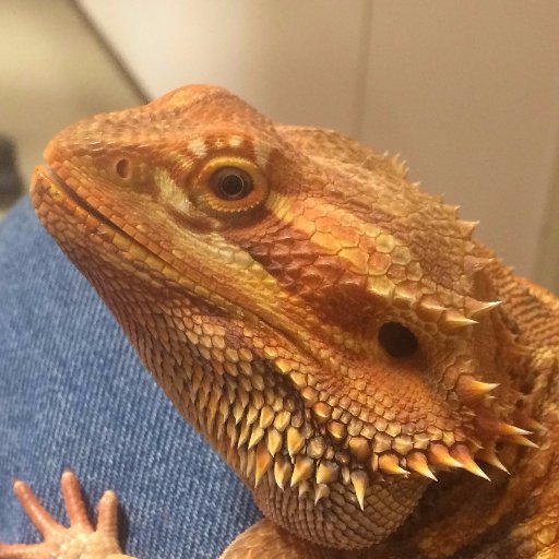 ichibudo's profile picture. 