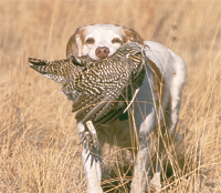 The Pointing Dog Journal