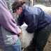 Davinia Hinde (@sheepyvet) Twitter profile photo Davinia Hinde (@sheepyvet) Twitter profile photo