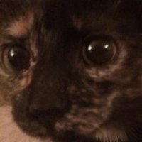 AJ (@ainedubh) 's Twitter Profile