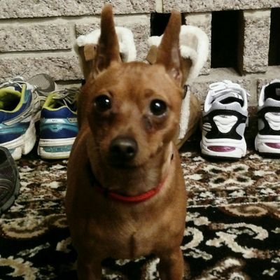 JPaisleyRowe1's profile picture. Proud American 🇺🇲 ANTI-tRump! No party affiliation just an American fighting to retain our country's FREEDOM from fascist magats! I stand with Ukraine! 🇺🇦