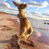 South Australia(@southaustralia) 's Twitter Profile Photo
