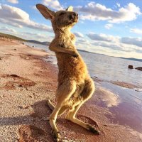 South Australia (@southaustralia) 's Twitter Profile