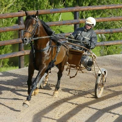 BOLDsupporters's profile picture. Passion BOLD EAGLE !! 
Retrouvons nous pour partager et développer notre passion sur les hippodromes et suivre notre champion !