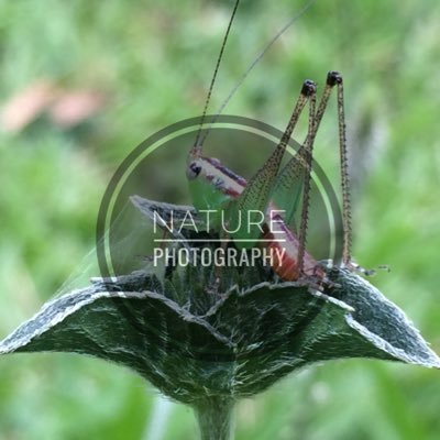 follow me on👆.. creative nature photography available__all rights reserved by lakshan photography