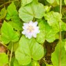 SaveKadugodi's profile picture. Reclaiming the legacy of this beautiful city - environment environment environment!