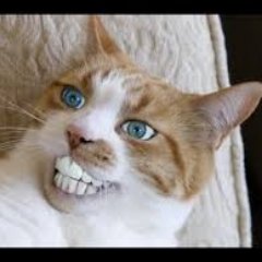 PimmelBernd1337's profile picture. Bin Türke Yo