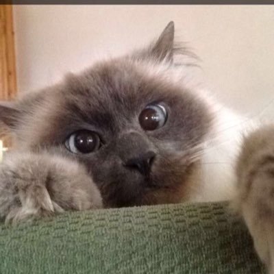 lilspils's profile picture. 