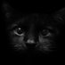 BlackCatDarkRoom (@whatistalent) Twitter profile photo BlackCatDarkRoom (@whatistalent) Twitter profile photo