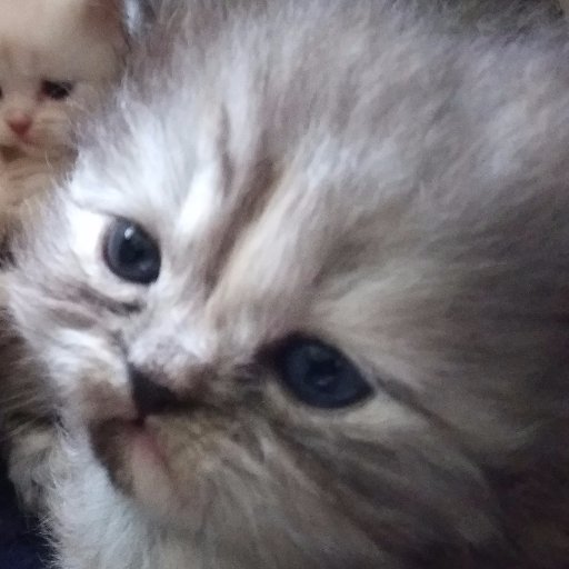 mragpiee's profile picture. Javascript & engineering