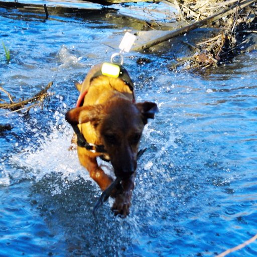 Passionnée par le monde canin je souhaite apprendre et me former dans ce milieu, ainsi que sensibiliser le grand public