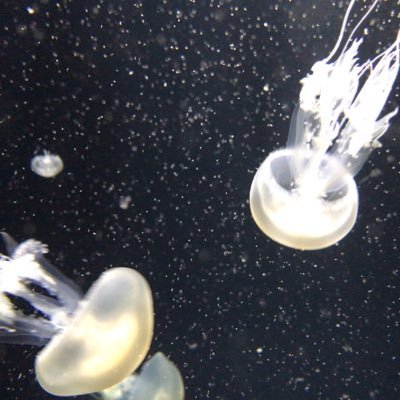 zu_mm28's profile picture. 偽物のわたしの記憶