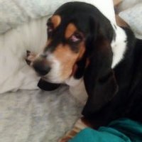 Ariel Rae's Dad (@texasdovercliff) 's Twitter Profile