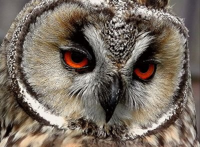 Three Owls in a trenchcoatさんのプロフィール画像
